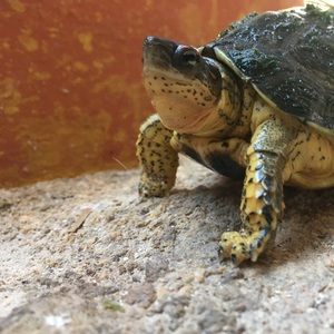 Meet your Posher, Annie